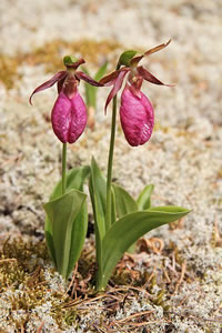 Prince Edward Island official flower - Lady Slipper